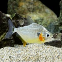 ﾋﾟﾗﾆｱ CF.ｴｲｹﾞﾝﾏﾆｨ